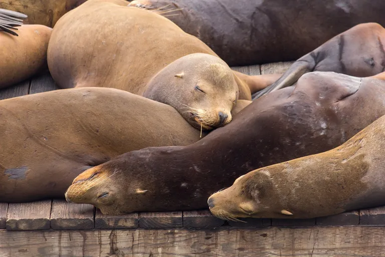 PIER 39 Sea Lions · archival location photograph