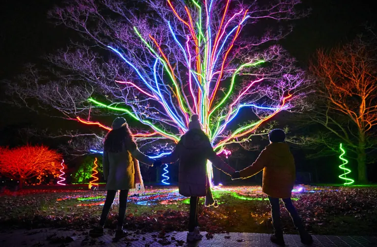 Lightscape at San Francisco Botanical Garden · organizer photograph
